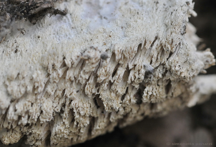 Aphyllophorales del Chianti